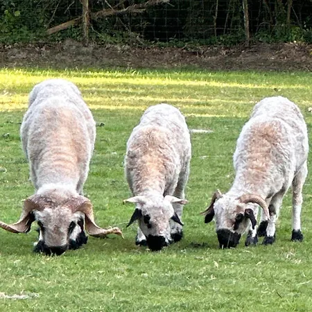 Grand Tepee Glamping Pour 2 خيمة فخمة