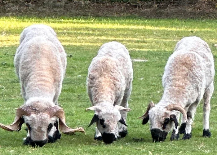 Grand Tepee Glamping Pour 2 אוהל מפואר